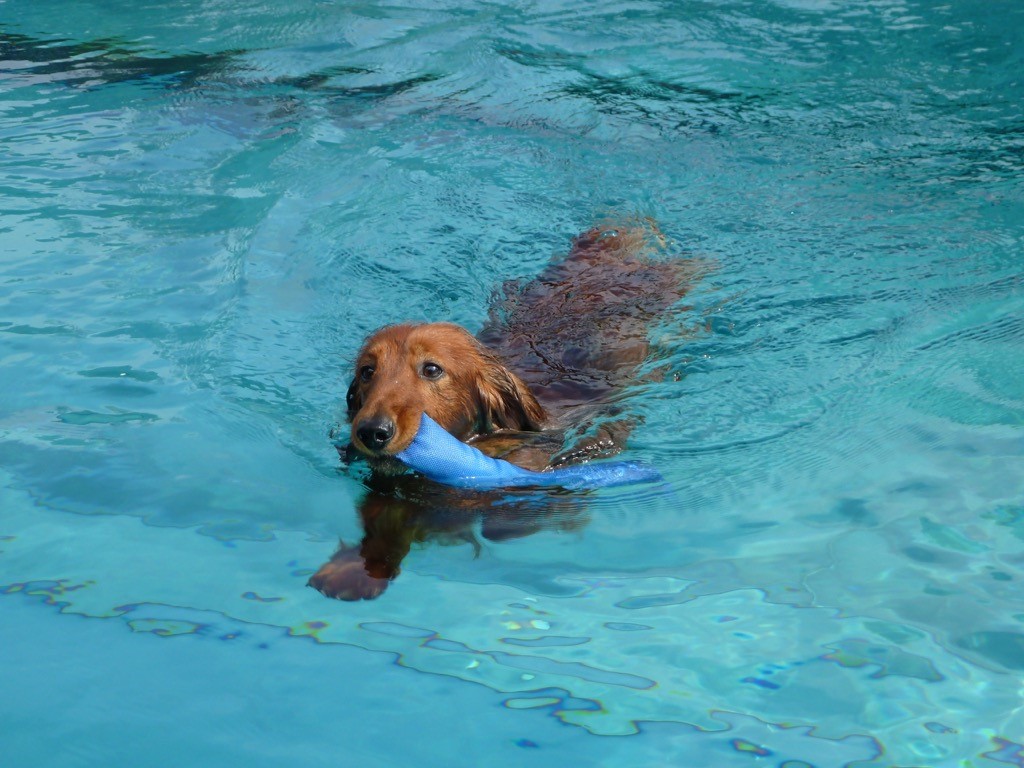 hundeschwimmen 10